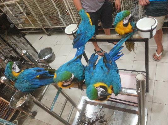 PoulaTo: Talking Macaw Parrots for Sale